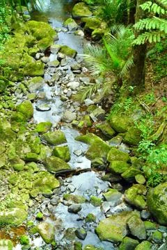 Moss covered rocks in a small stream flowing through a native forest Stock Photos