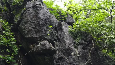 Moss Covered Rocks Surrounded by Lush Green Forest Vegetation Vídeos de archivo 335578782
