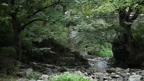 Moss covered rocks, tree in the forest Video stock 310156670