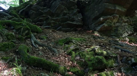 Moss covered roots 스톡 동영상 37888914
