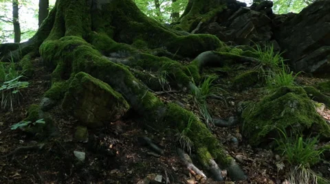 Moss covered roots 스톡 동영상 37889423