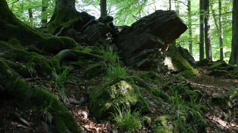 Moss covered roots 스톡 동영상 37893726