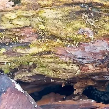 Moss Covered Rotten Tree Trunk with Hollow Fotos de archivo