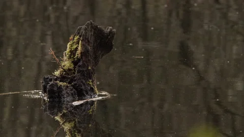 Moss-covered rotting tree stump in woodland pond, rain on water. 4K 60fps. Vídeos de archivo 334299165