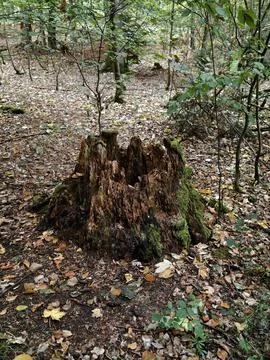 Moss covered rotting tree stump with surrounding leaf litter in deciduous f.. Stock Photos