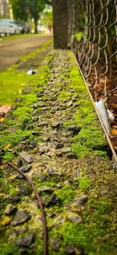 Moss covered sidewalk texture close-up Stock Photos