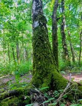 Moss covered silver birch Stock Photos