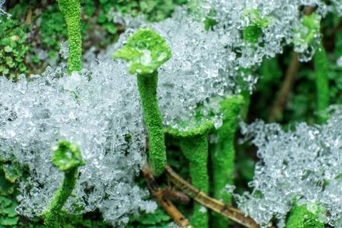 Moss covered with snow Stock Photos