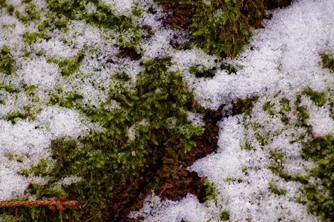 Moss Covered in Snow Stock Photos
