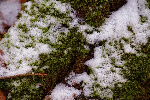 Moss Covered in Snow Stock Photos