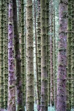 Moss Covered Spruce Forest Stock Photos