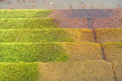 Moss covered steps leading to the sandy beach Stock Photos