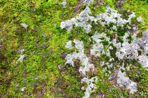 Moss covered stone background Stock Photos