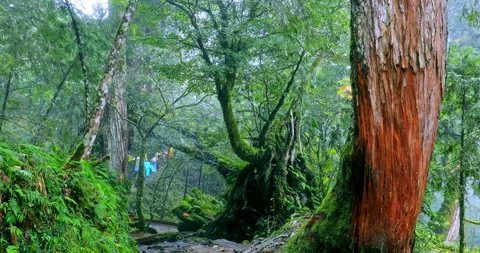 Moss-covered stone hiking trails in the original rainforest of Qilan, Taiwan 库存影片 334161371