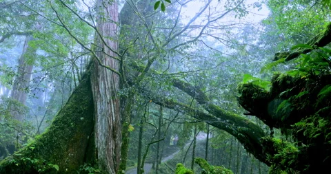 Moss-covered stone hiking trails in the original rainforest of Qilan, Taiwan 库存影片 334161552