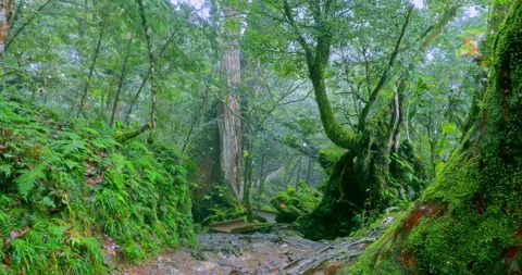 Moss-covered stone hiking trails in the original rainforest of Qilan, Taiwan 库存影片 334161563