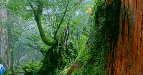 Moss-covered stone hiking trails in the original rainforest of Qilan, Taiwan 库存影片 334161640