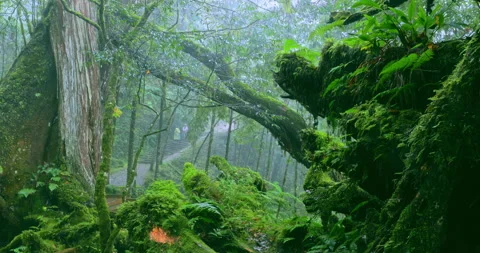 Moss-covered stone hiking trails in the original rainforest of Qilan, Taiwan 库存影片 334161659