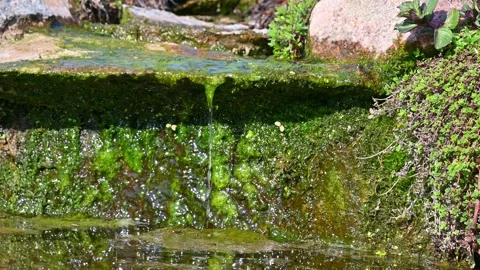 Moss covered stone ledge dripping water into garden pond Stock Footage 332721602