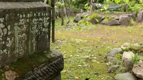 Moss-Covered Stone Monument in a Tranquil Shrine Garden Видео 344785624
