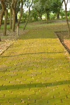 Moss covered stone path in green forest park Stock Photos