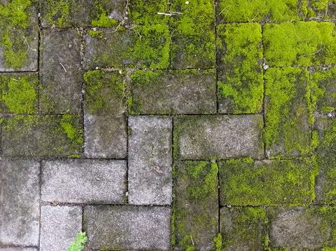 Moss covered stone pathway texture Stock Photos