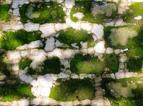 Moss covered stone pathway texture Stock Photos