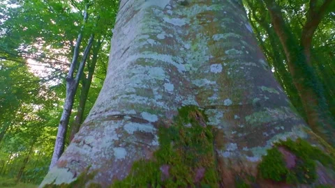 Moss covered stone rock in green ancient forest in Ireland Stock Footage 340435046