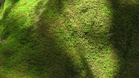 Moss Covered Stone with Sunlight and Tree Shadows Nature Texture Footage Stock Footage 327479871