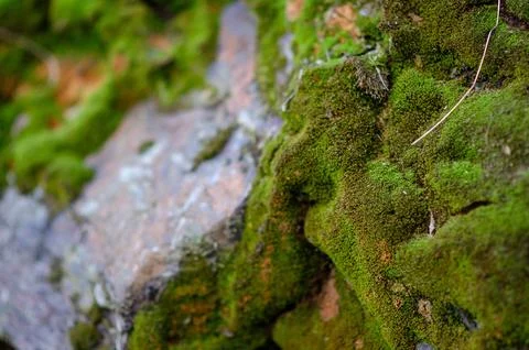 Moss covered stone surface in forest with natural green texture, close-up Stock Photos