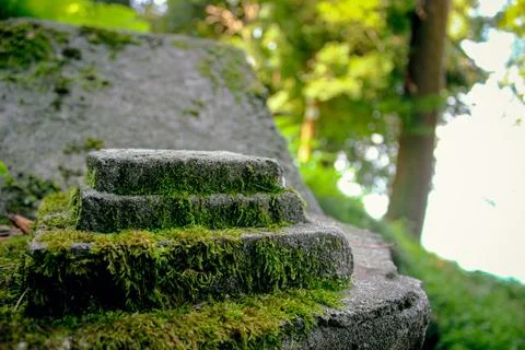 Moss covered stone surface in sunny forest Stock Photos