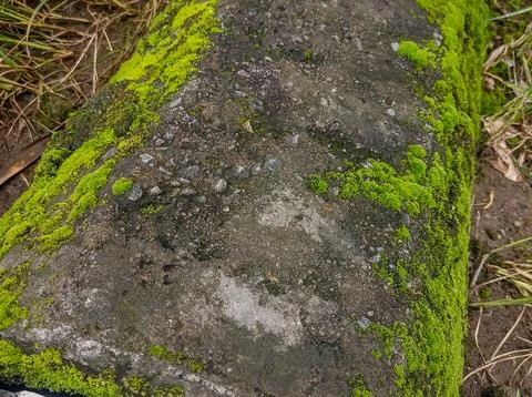 Moss covered stone texture closeup 스톡 사진