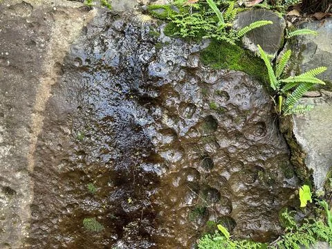 Moss-Covered Stone Texture Stock Photos