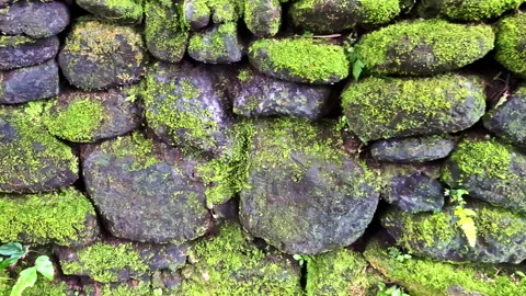 Moss-covered stone wall in Monkey Forest Stock Footage 321043996