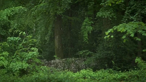 Moss Covered Stone Wall Nestled in Dense Forest 4K Stock Footage 335945125