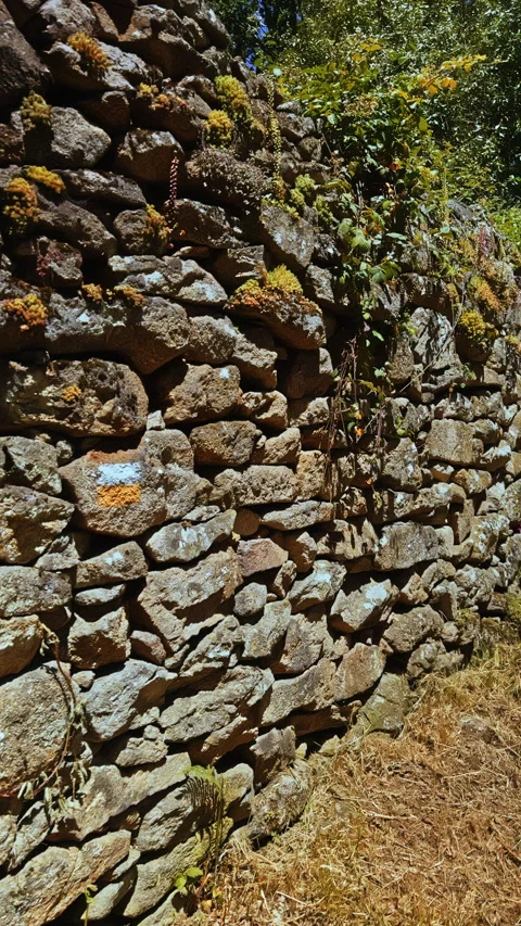 Moss-Covered Stone Wall in Sunlight Stock Footage 279503434