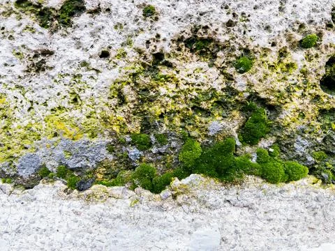 Moss covered stone wall texture as background natural pattern design element Foto stock