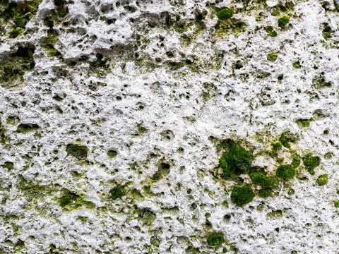 Moss covered stone wall texture as background natural pattern design element Foto stock