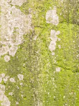 Moss covered stone wall texture as background natural pattern design element Foto stock