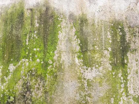 Moss covered stone wall texture as background natural pattern design element Stock Photos