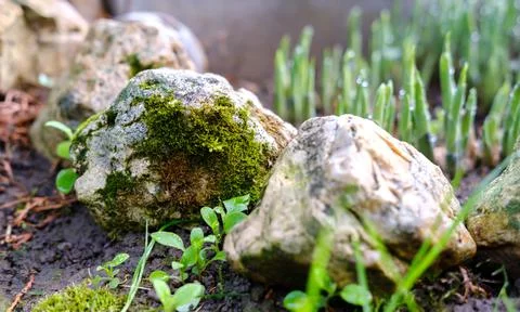 Moss-covered stones. Stock Photos