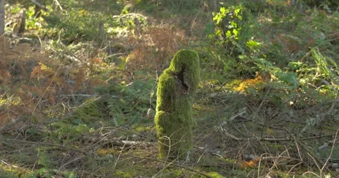 Moss Covered Stump on Forest Floor, Steady Tripod Stock Footage 68900366