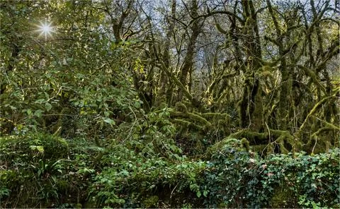 Moss covered tangle of trees and a starburst of sunlight through the underg.. Stock Photos