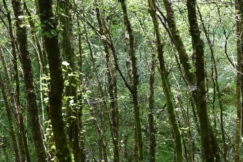Moss covered thin trunks in sunlit Scottish Highlands woodland Stock Photos