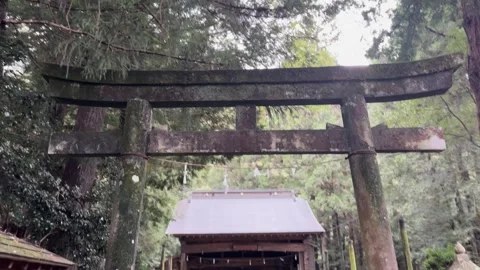 Moss-Covered Torii Gate at a Forest Shrine Stock Footage 347738619