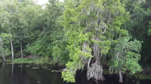 Moss covered tree along a calm river Stock Footage 131324546