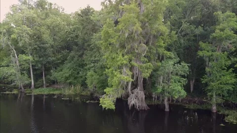 Moss covered tree along river in southern Louisiana Stock Footage 131324950