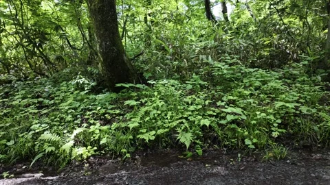 A Moss-Covered Tree and Green Grass Under It Stock Footage 321051827