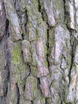 Moss covered tree bark close up Stock Photos