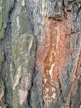 Moss covered tree bark close up Stock Photos